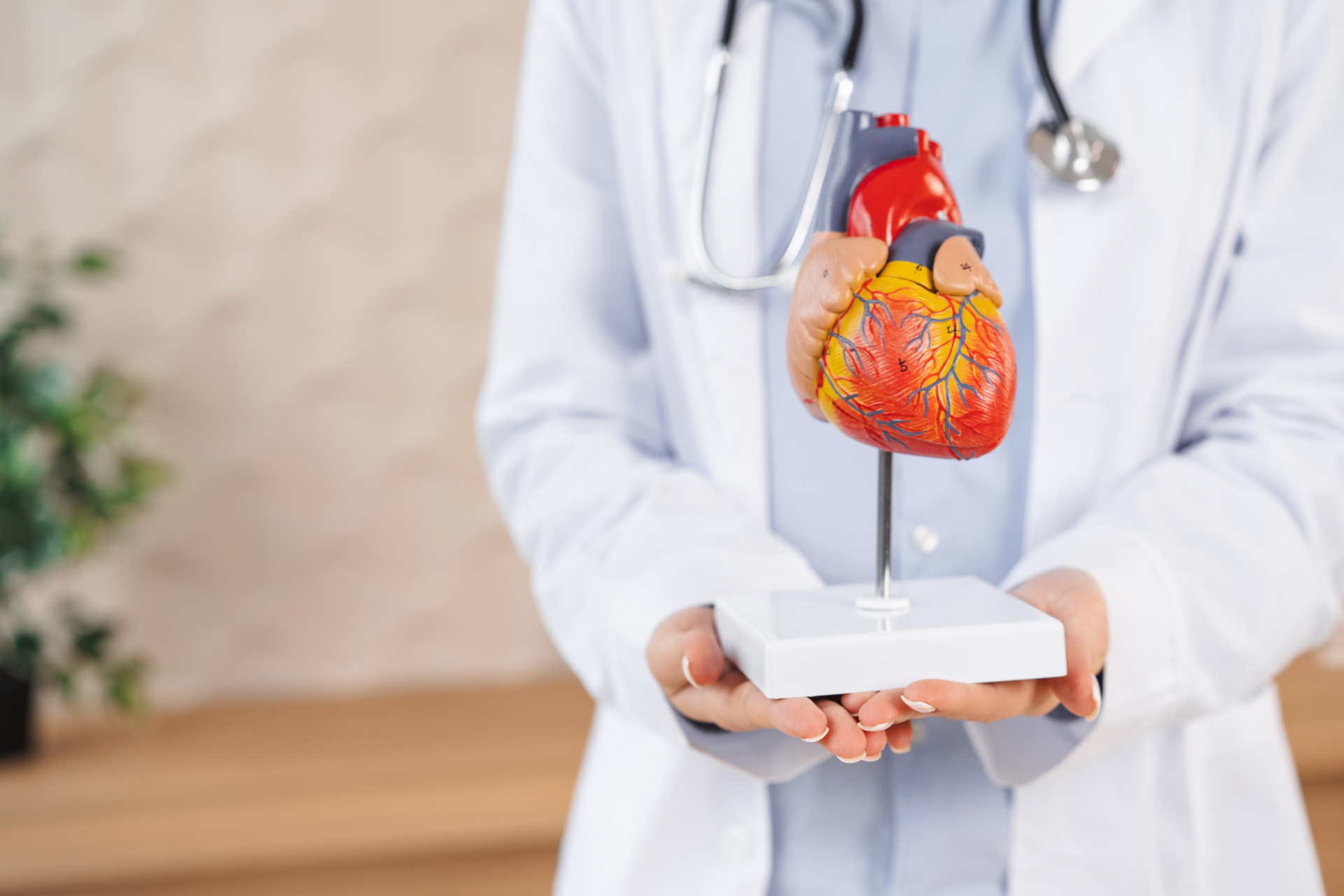 心臓の模型を持った医師の写真